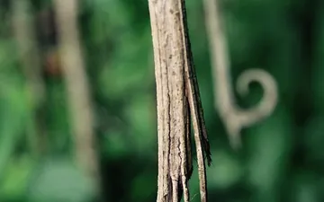 Кора и извит трън на котешки нокът (Uncaria tomentosa)